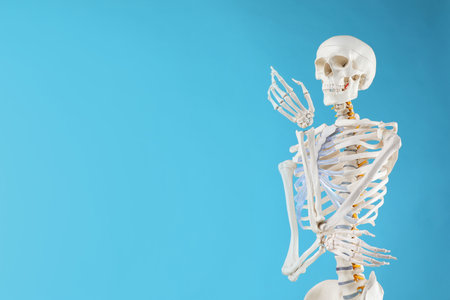 Artificial human skeleton model on light blue background, space for textの写真素材