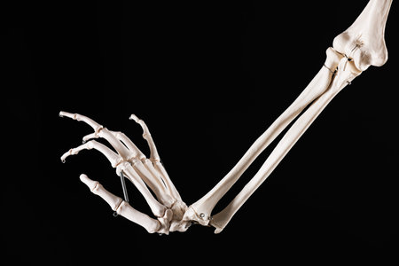 Artificial human skeleton model on black background, closeup