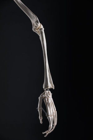 Artificial human skeleton model on black background, closeupの写真素材