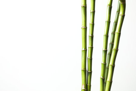 Decorative green bamboo stems on white background, space for textの写真素材