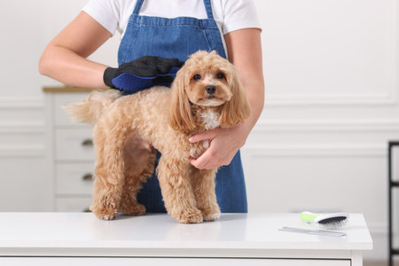 Woman brushing cute dog with grooming glove indoors, closeupの写真素材