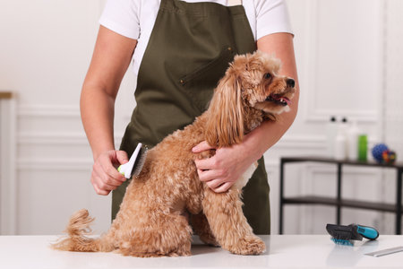 Woman brushing cute Maltipoo dog indoors, closeupの写真素材