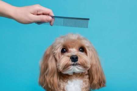 Woman brushing dog's hair with comb on light blue background, closeup. Pet groomingの写真素材