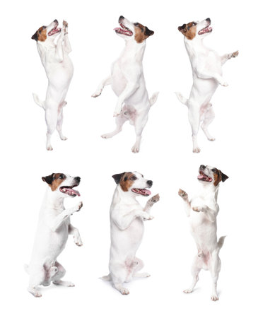 Adorable Jack Russell Terrier dog on white background. Collage of photosの写真素材