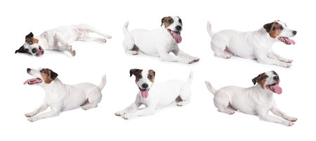 Adorable Jack Russell Terrier dog on white background. Collage of photosの写真素材