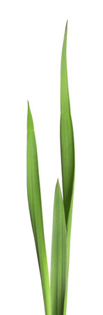 Blades of green grass isolated on whiteの写真素材