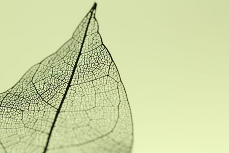 Beautiful skeleton leaf on light yellow background, macro view. Space for text