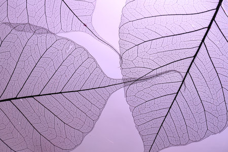Beautiful skeleton leaves on violet background, macro view