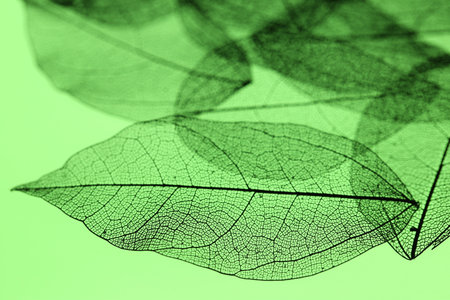 Beautiful skeleton leaves on light green background, macro view