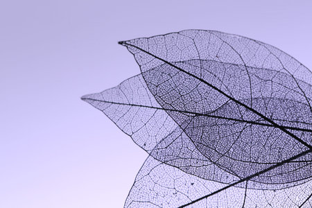 Beautiful skeleton leaves on violet background, macro view