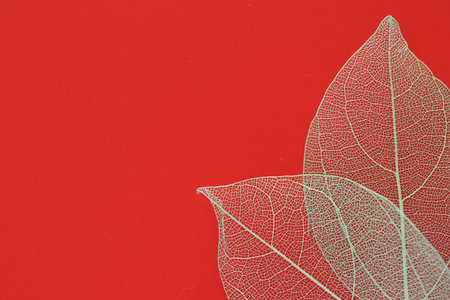 Beautiful skeleton leaves on red background, macro view. Space for text