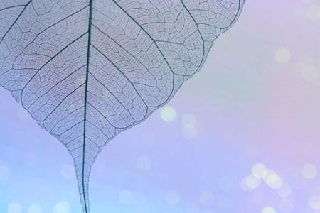 Beautiful skeleton leaf on violet background, macro view. Space for text