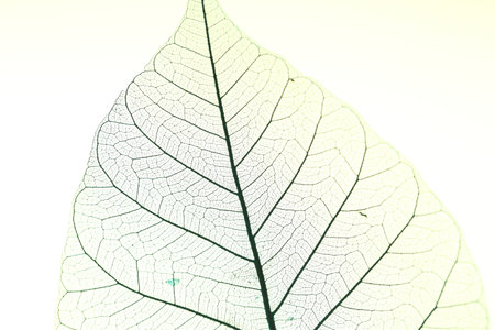 Beautiful skeleton leaf on light background, macro view
