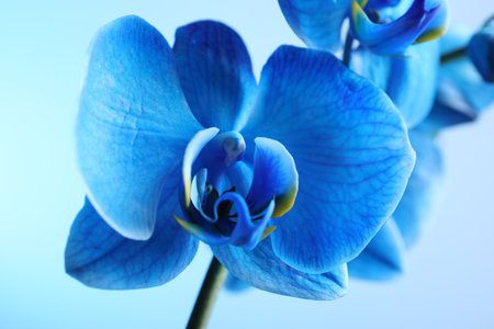 Beautiful blue orchid flower on color background, closeupの写真素材