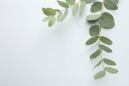 Beautiful eucalyptus branches on white background, top view. Space for textの写真素材