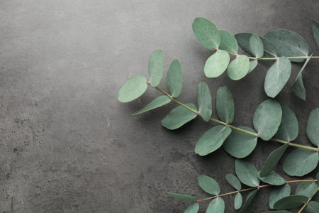 Beautiful eucalyptus branches on gray background, top view. Space for textの写真素材