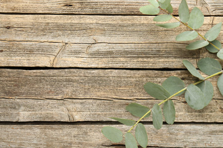 Beautiful eucalyptus branches on wooden background, top view. Space for textの写真素材