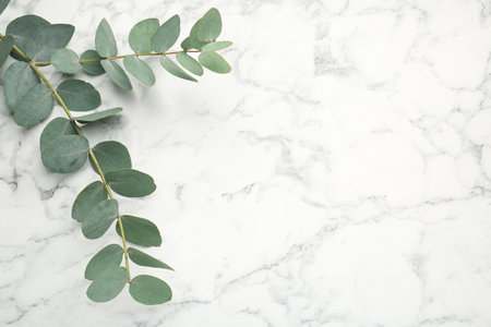 Eucalyptus branch with fresh leaves on white marble background, above view. Space for textの写真素材