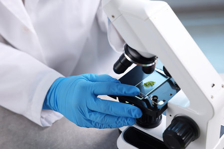 Scientist looking at plant with microscope in laboratory, closeup