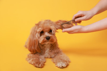 Woman brushing dog's hair with comb on orange background, closeup. Pet groomingの写真素材