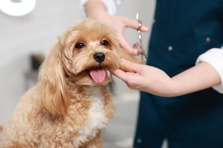 Woman cutting dog's hair with scissors indoors, closeup. Pet groomingの写真素材