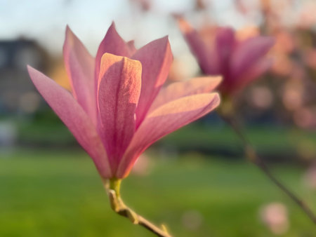 Beautiful pink magnolia flower blooming outdoor, closeupの写真素材