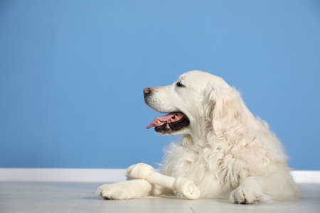 Cute dog with chew bone on floor near blue wall indoors, space for textの写真素材