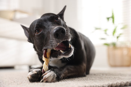 Cute dog chewing bone on floor at homeの写真素材