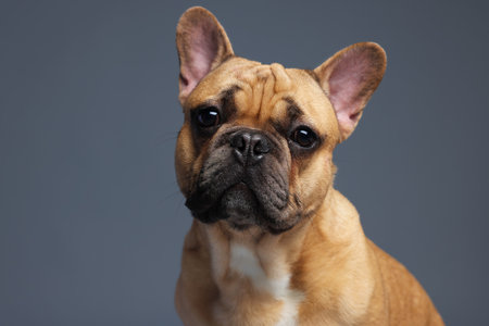 Portrait of adorable French bulldog dog on grey backgroundの写真素材