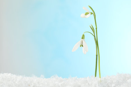 Beautiful snowdrops on snow against light blue background, closeup. Space for textの写真素材