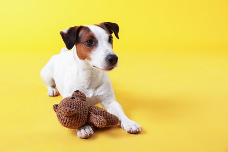 Cute dog with toy on yellow background. Space for textの写真素材