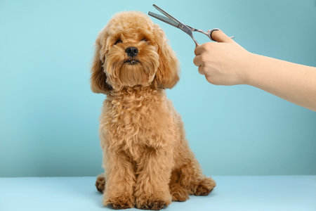 Groomer cutting cute dog's hair on light blue background, closeupの写真素材