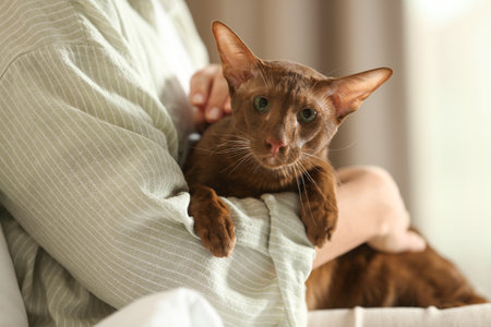 Woman with cute Oriental Shorthair cat at home, closeup. Adorable petの写真素材