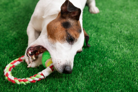 Cute Jack Russell Terrier dog playing with pet toy on green grass. Space for textの写真素材