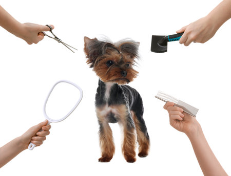 Cute terrier and groomers' hands with professional tools on white background. Pet hair careの写真素材