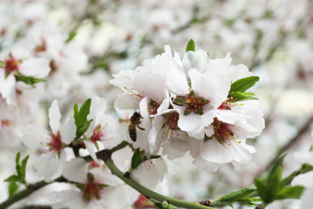 Beautiful blossoming cherry plum tree with white flowers outdoors, closeup