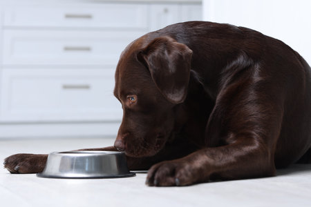 Cute dog waiting for food near empty bowl on floor indoorsの写真素材