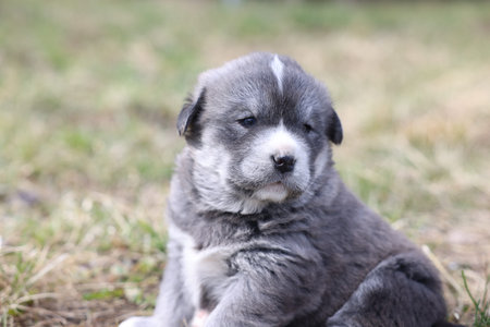 One tiny puppy on grass outdoors, closeup