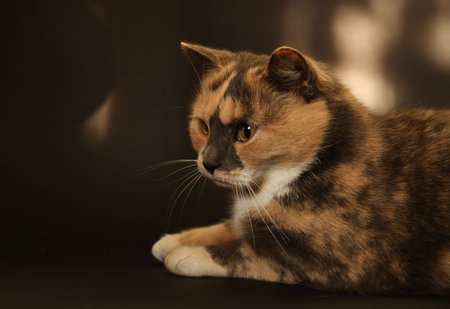 Cute fluffy cat lying on dark backgroundの写真素材