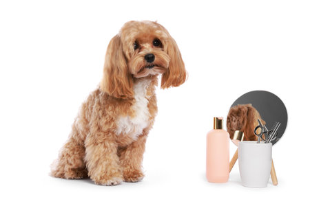 Cute dog and grooming tools on white backgroundの写真素材