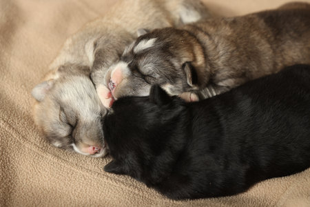 Tiny puppies sleeping together on beige blanketの写真素材