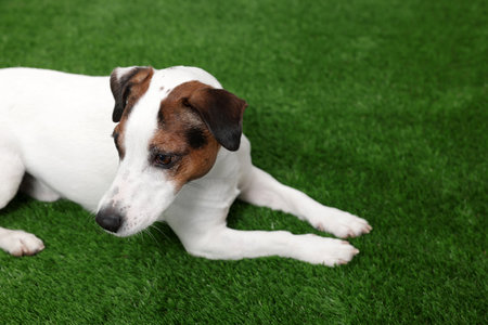 Cute Jack Russell Terrier dog lying on green grass. Space for textの写真素材