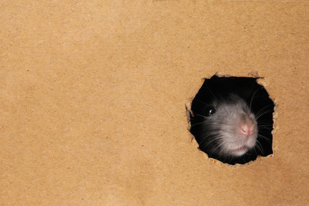 Cute rat looking through hole in cardboard sheet, closeupの写真素材