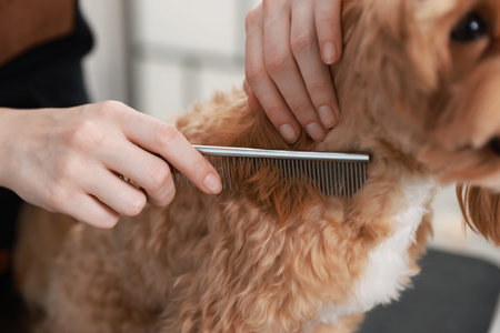 Woman brushing cute dog with comb indoors, closeup. Pet grooming