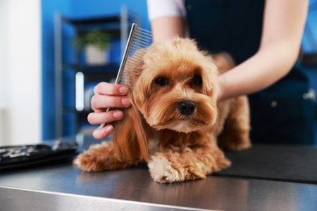 Woman brushing cute dog with comb indoors, closeup. Pet groomingの写真素材
