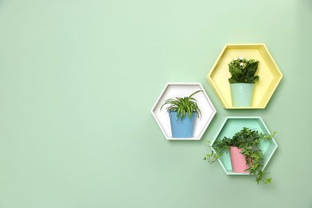 Colorful honeycomb shaped shelves with houseplants on mint wall. Space for textの写真素材
