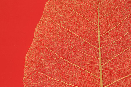 Beautiful skeleton leaf on red background, macro viewの写真素材