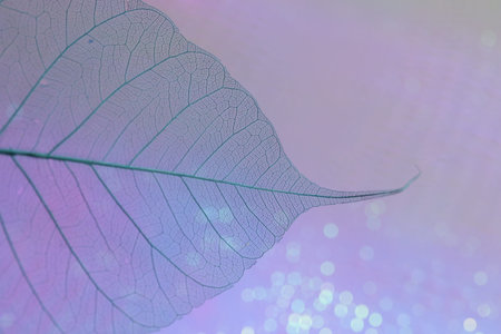 Beautiful skeleton leaf on violet background, macro view
