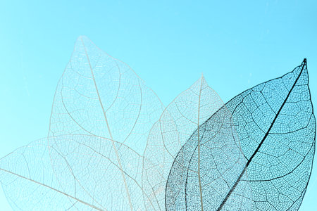 Beautiful skeleton leaves on light blue background, macro viewの写真素材