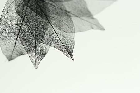 Beautiful skeleton leaves on light background, macro view. Space for textの写真素材